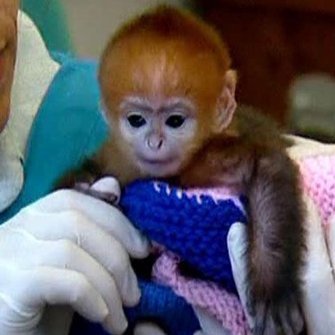 Un pui de maimuţă a devenit vedeta Grădinii Zoologice din Sidney