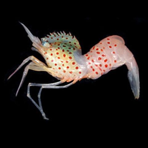 O nouă specie de crevetă aşteaptă să primească un nume pe Ebay