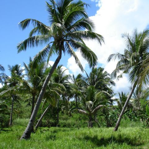 Primele imagini din CryEngine 3 - VEZI VIDEO