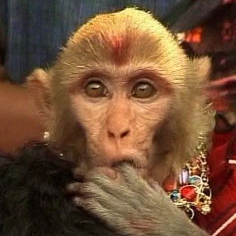 Două maimuţe s-au căsătorit într-o ceremonie tradiţională, în India 