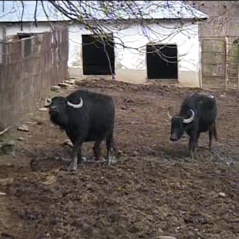 Grădina Zoologică din Bârlad scoate la licitaţie şapte bivoli 