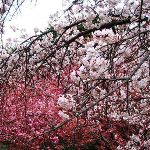 Primăvara şi-a intrat în drepturi, de vineri. Meteorologii promit zile tot mai frumoase şi calde