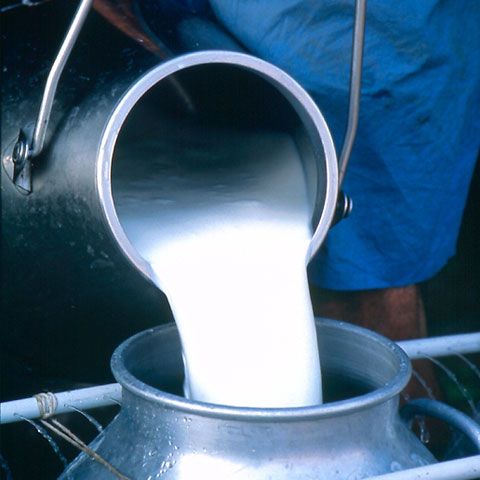 Crescătorii de bovine din Cluj cer folosirea laptelui autohton în programul "Cornul şi laptele"