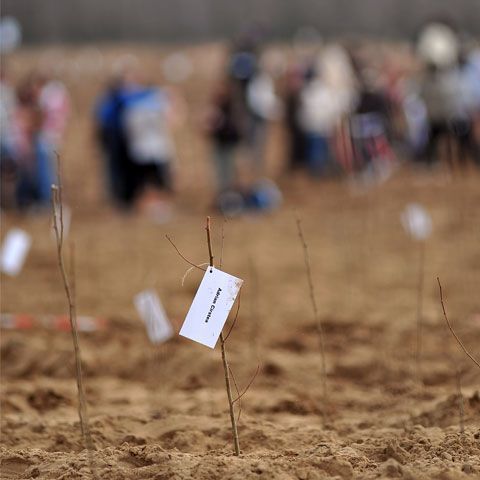 Jandarmii giurgiuveni au plantat sute de puieţi în Pădurea Comana
