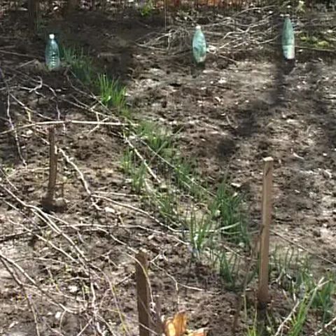 Vrâncenii şi-au plantat în faţa blocului zarzavaturi, ca să mai facă economii