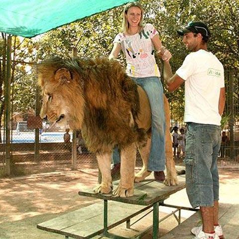 Călăreşte un leu, ţine în braţe un urs şi mângâie un tigru - VIDEO şi GALERIE FOTO