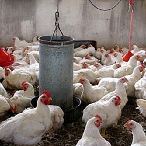 Nici măcar o acţiune a Avicola Iaşi nu s-a vândut pe piaţa Rasdaq