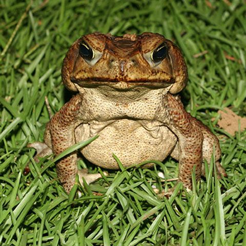 Australienii au declarat război broaştelor buboase