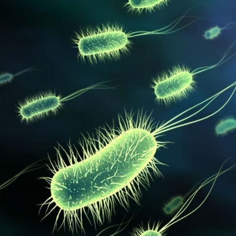 Au fost descoperite trei noi specii de bacterii la 40 de kilometri altitudine