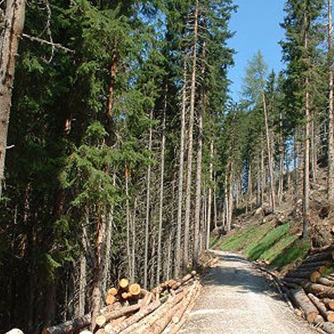 Silvicultorii cer protecţie socială pentru circa 1800 de angajaţi care urmează a fi disponibilizaţi