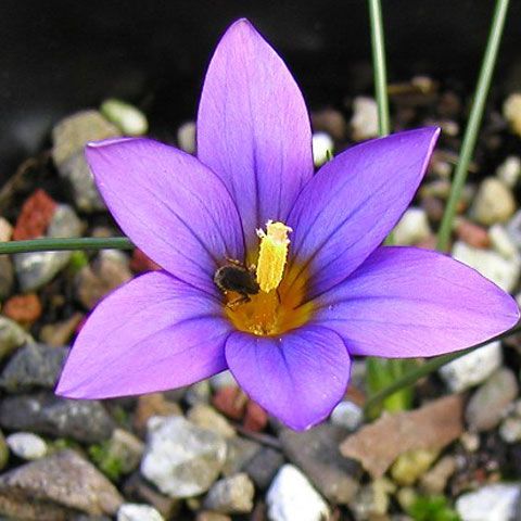 O parte dintr-o rezervaţie naturală din Cluj a ars în urma incendierii unor mirişti 