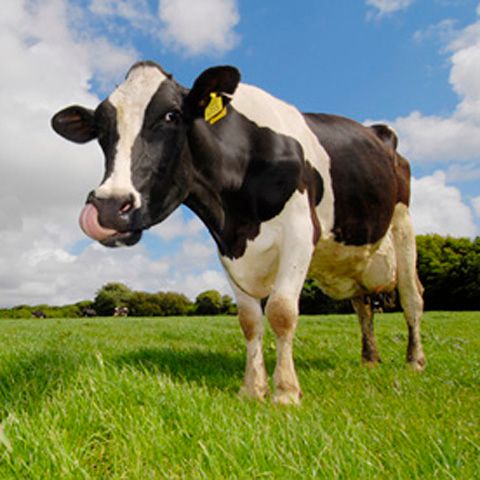 Un fermier american le-a cerut clienţilor bani pentru a-şi dezvolta afacerea