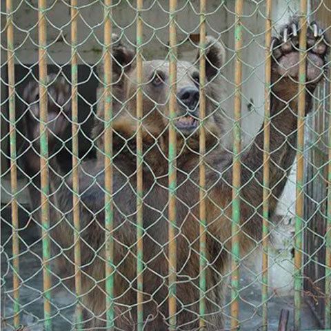 Grădina Zoologică din Turda organizează o campanie de conştientizare despre carnivore 