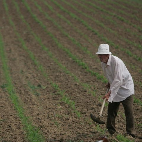 Producătorii au dublat preţurile fungicidelor şi insecticidelor 