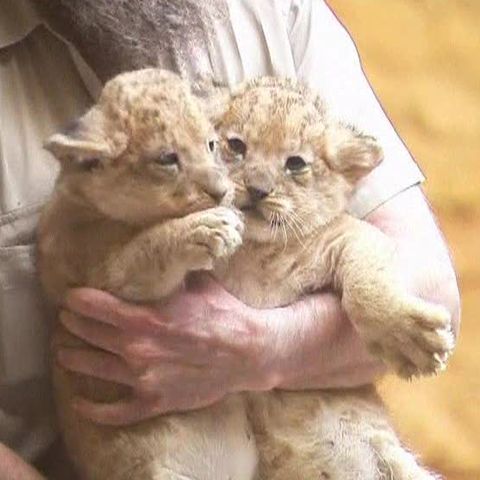 Patru pui de leu sunt noua atracţie a unei grădini zoologice din Germania 