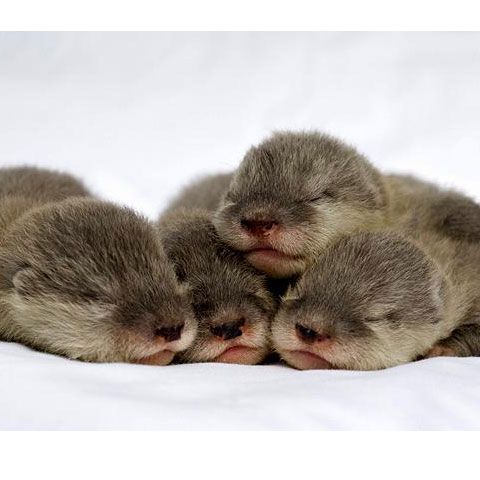 Cele mai frumoase fotografii cu animale, săptămâna 30 martie - 5 aprilie