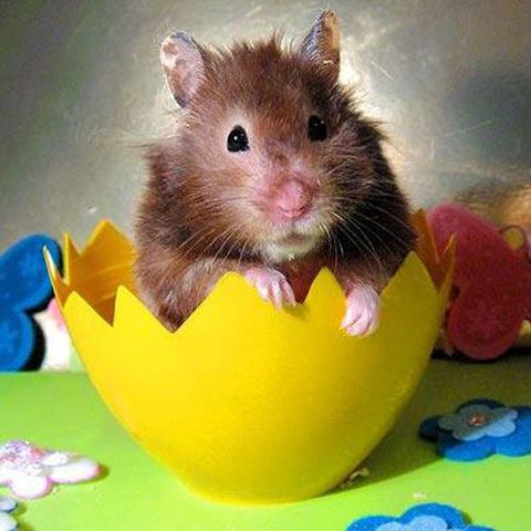 Uitaţi de puişorii de găină, hamsterii sunt mascota de Paşte, în acest an