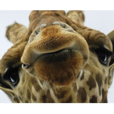 Imaginile prin satelit ar putea fi folosite pentru a prezice extincţia animalelor