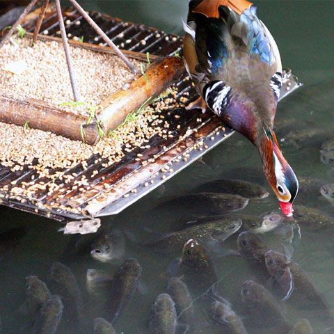 Un cuplu de raţe sălbatice a adoptat un grup de peşti