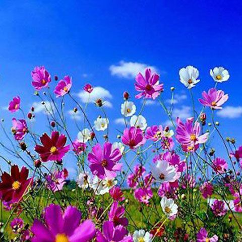 Vremea în weekend se răceşte uşor, dar va rămâne însorită