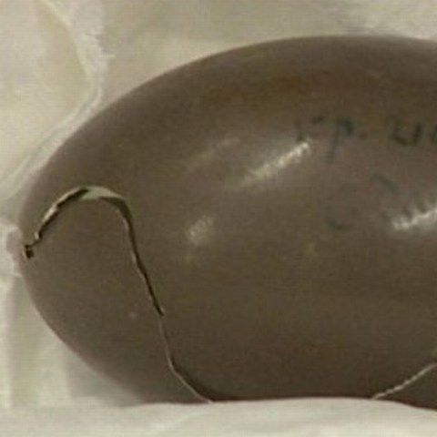 Oul lui Darwin, redescoperit la Universitatea Cambridge 