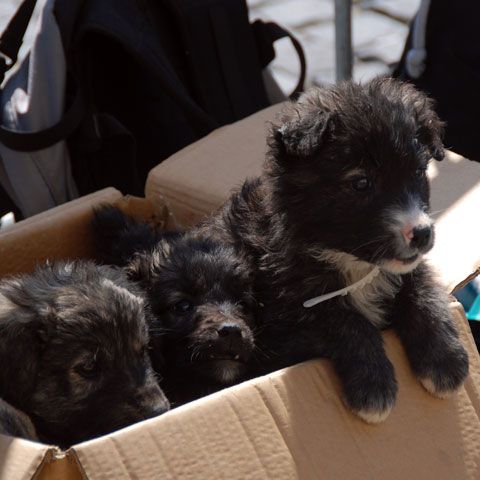 Bucureştenii au luat acasă nouă câini fără stăpân