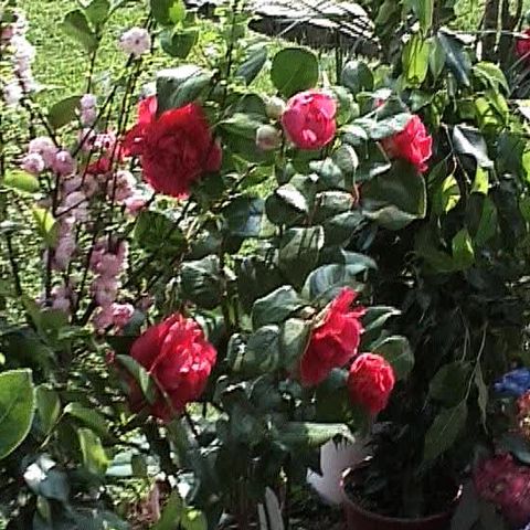 În parcul Cişmigiu are loc Târgul de Flori 