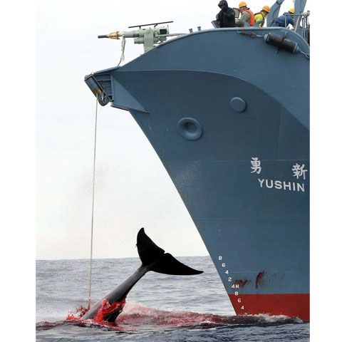 Japonia a omorât "doar" 680 de balene antarctice, mai puţin decât şi-a propus