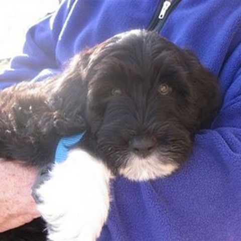 Primele fotografii cu Bo, căţelul lui Obama! - GALERIE FOTO