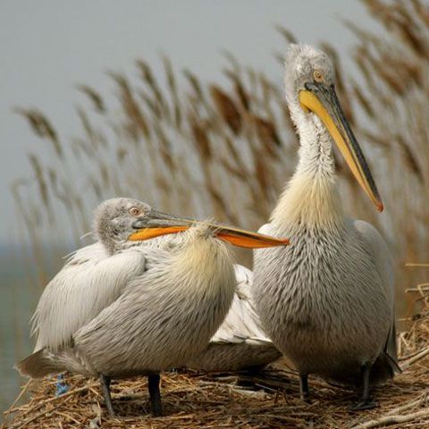 Sulfina Barbu propune o nouă lege a Rezervaţiei Delta Dunării, pentru care cere procedură de urgenţă