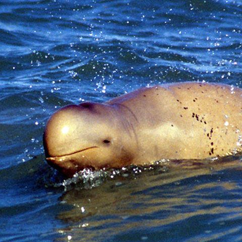 O specie de delfin recent descoperită "scuipă" peştii