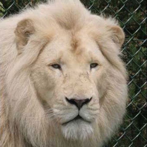 Un leu crescut în curtea unui dâmboviţean a scăpat pe străzi - VEZI VIDEO