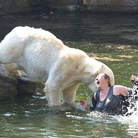 Top zece al celor mai periculoase animale de pe planetă