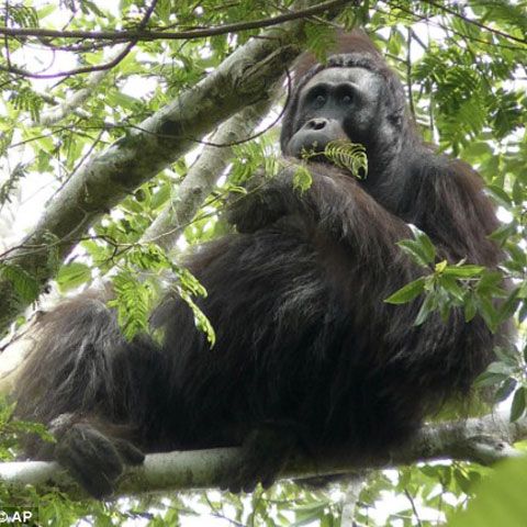 O populaţie foarte mare de urangutani a fost descoperită în Borneo