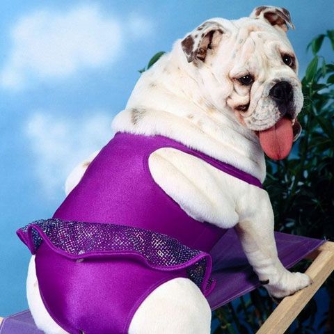 Festivalul căţeilor acrobaţi, dansatori sau sportivi, în Israel