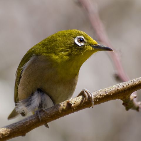 Încălzirea climatică va prelungi traseul păsărilor migratoare