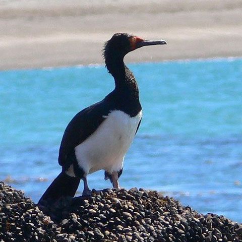 WWF a demarat un proiect din fonduri UE pentru conservarea a două specii de păsări de pe Dunăre