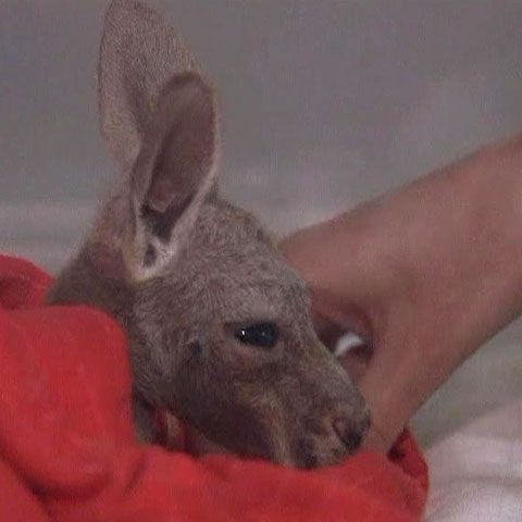 Oameni din întreaga lume s-au mobilizat pentru a salva viaţa unui pui de cangur