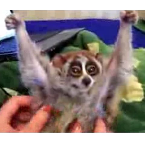 Clipul zilei - Cel mai fericit lemur din lume, pe urmele regelui Julien din Madagascar 