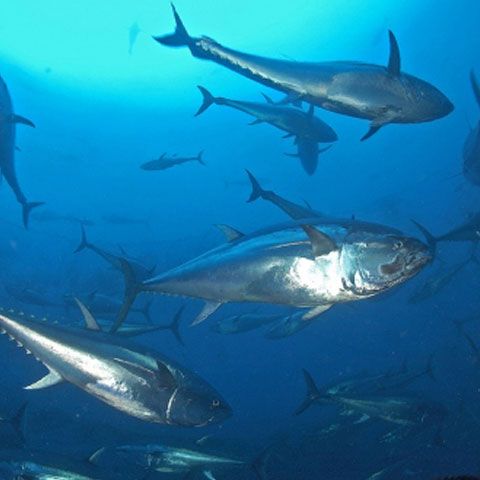 Tonul roşu mediteranean va dispărea până în 2012