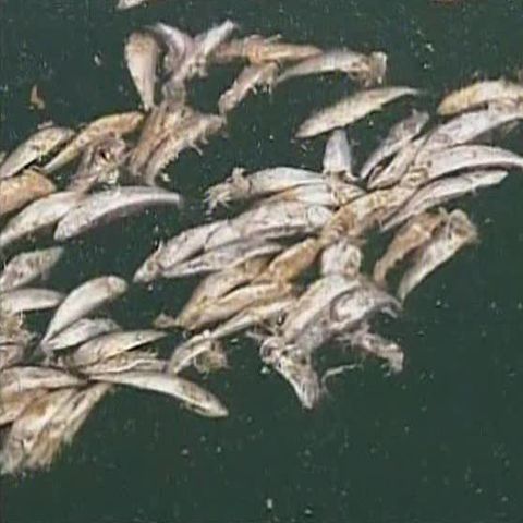 Tone de peşte mort au ajuns pe plajele din Chile 