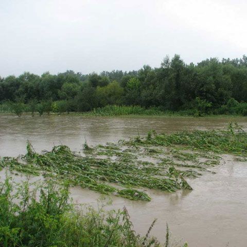 Ucraina cere informaţii României despre poluarea de pe Tisa şi se adresează UE