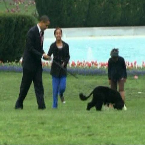 Câinele de apă portughez este noua modă în SUA