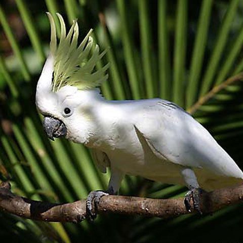 Clipul zilei - Coco şi Rolly ne învaţă să dansăm în stilul... papagal