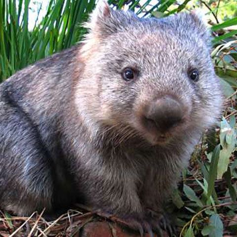 Tazmanienii fac hârtie din excremente de wombat