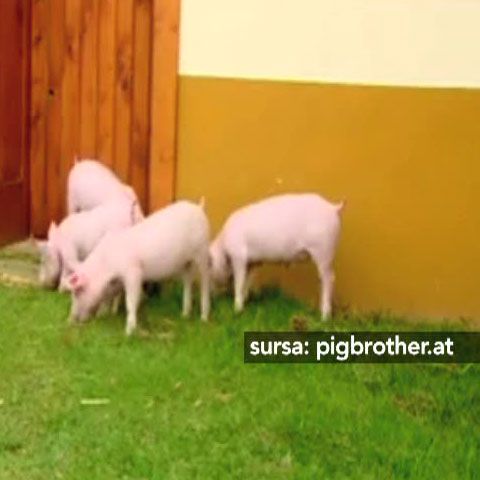Pig Brother: O fermă austriacă a lansat un reality-show cu porci 