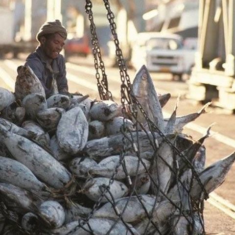 Comisia Europeană cere reducerea flotelor de pescuit