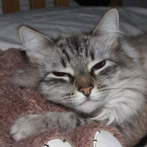 Pisicile unui programator român din SUA, supravegheate prin Twitter