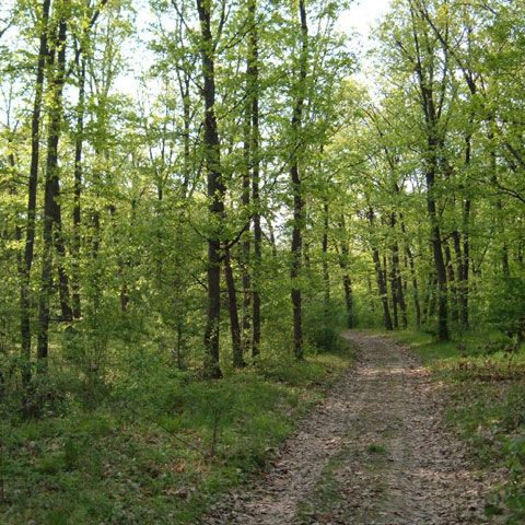 PE a aprobat reguli mai stricte pentru firmele care comercializează lemn şi produse din lemn