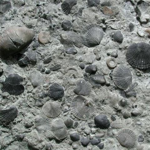 Viaţa pe Pământ există de aproape 1,5 miliarde de ani